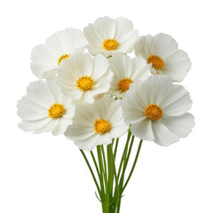 Fototapeta premium White cosmos flower bouquet with delicate petals and yellow centers, arranged on green stems, isolated on transparent background, evoking fresh and peaceful feeling