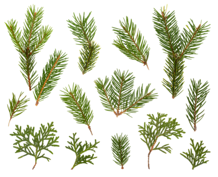 PNG set of green branches of fir, pine, fir, and thuja isolated on transparent background, illustration for Merry Christmas and New Year holiday cards