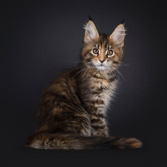 Tortie Maine Coon cat kitten sitting up side ways. Looking straight to camera. Isolated on a black background