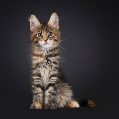 Fototapeta premium Tortie Maine Coon cat kitten sitting up facing front. Looking straight to camera. Isolated on a black background