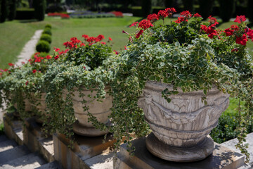 Stone planters with greenery and red geraniums in a classical park. Summer arrangement with lawn and path in background.