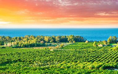 beautiful spring green landscape of garden rows of young plants on a agricultural plantation unden evening golden sun with mountain and clouds on background