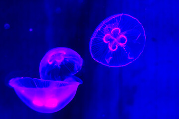 Translucent jellyfish or medusa in dark blue water