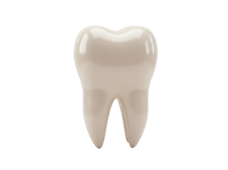 Realistic molar tooth isolated PNG on transparent background, dental anatomy for medical and educational use