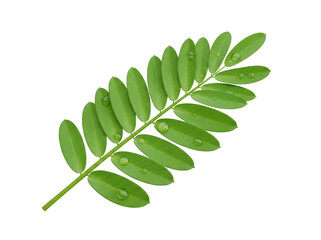 Green senna leaf with water droplets isolated PNG on transparent background, tropical foliage for design and decoration © Ryan