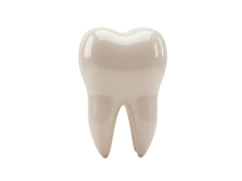 Realistic molar tooth isolated PNG on transparent background, dental anatomy for medical and educational use
