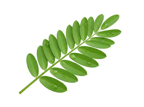 Green senna leaf with water droplets isolated PNG on transparent background, tropical foliage for design and decoration
