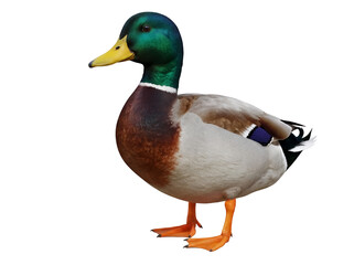 Obraz premium Mallard duck PNG isolated on transparent background, colorful male wildfowl with green head and orange feet for nature designs