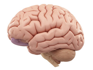 Human brain anatomical model isolated PNG, detailed cerebrum and cerebellum structure on...