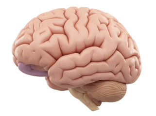 Human brain anatomical model isolated PNG, detailed cerebrum and cerebellum structure on transparent background for medical education and science