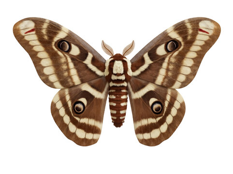 Giant silk moth isolated PNG on transparent background, brown and beige butterfly with eye spots for design and educational use