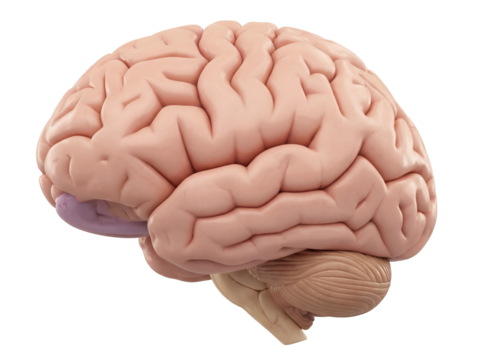 Human brain anatomical model isolated PNG, detailed cerebrum and cerebellum structure on transparent background for medical education and science