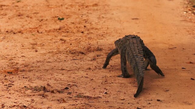 Mugger crocodile Latin. Crocodylus palustris, walking along a dirt road in Sri Lanka. wildlife footage suitable for nature documentaries. Swamp crocodile, or mager in slow motion.