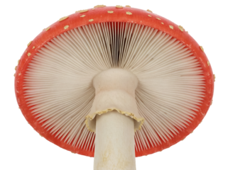 Red and white fly agaric mushroom isolated PNG, poisonous toadstool with gills on transparent background for nature and fantasy concepts