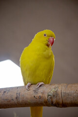 Bright yellow parrot perched on a wooden branch inside an aviary