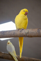 Bright yellow parrot perched on a wooden branch