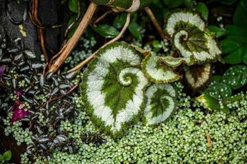 Beautiful begonia with spiral pattern in the garden