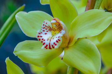 Closeup on orchid in the tropical garden