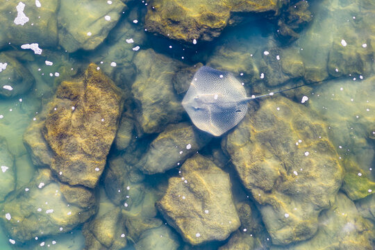 Aerial view of a stingray gliding gracefully over sun-drenched rocks, its shadow dancing on the seabed, a serene ballet of nature's artistry, Hadera, Haifa District, Israel.