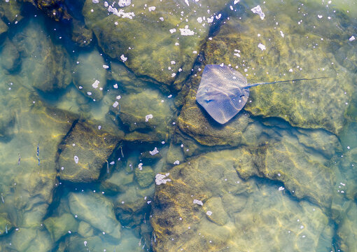 Aerial view of a stingray swims in the azure waters, dancing among the submerged rocks, Hadera, Haifa District, Israel.