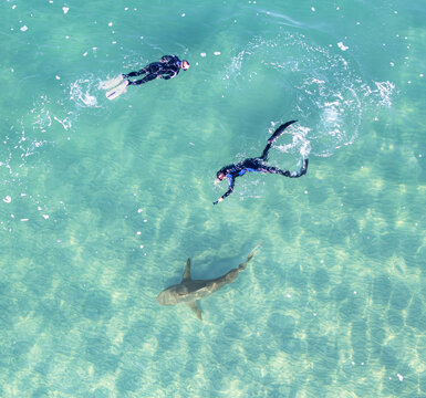 Aerial view of two divers swimming above a shark in the shimmering turquoise waters of the Mediterranean Sea, Hadera, Haifa District, Israel.