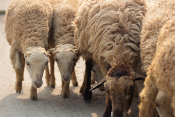 Group of Woolly Sheep Standing Together on a Farm