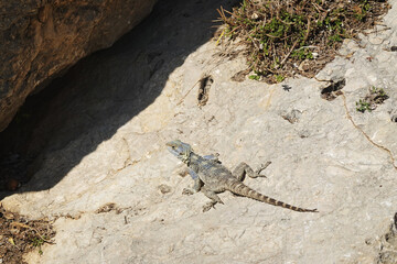 Laudakia stellio lizard in Antalia region, Turkey