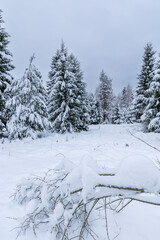 Fototapeta premium Snow covered spruce forest in winter, Svaty Kriz, Slovakia