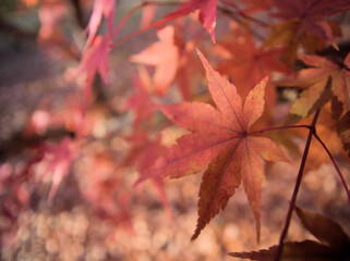 11月に色付いたモミジ