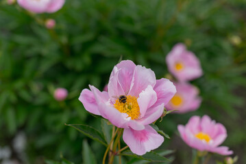 Fototapeta premium Close-up of pink peony flowers with yellow centers. Green foliage in the background. A bee is visible on one of the flowers, pollinating.