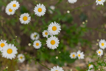 Fototapeta premium A close-up view of white daisies with yellow centers, surrounded by green foliage. The flowers are in full bloom, creating a vibrant natural scene.