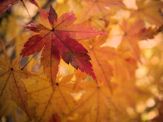 11月に色付いたモミジ