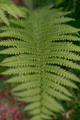 A close-up view of a green fern leaf with intricate patterns and textures. The leaf is vibrant and lush, showcasing its natural beauty in a forest setting.