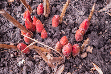 Bright red buds push through dark earth, signaling the arrival of spring and new beginnings