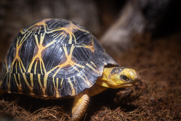 Portrait of an Indian Star Tortoise (Geochelone elegans) showing its yellow shell pattern.