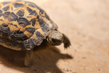 Close-up of an Indian Star Tortoise, Geochelone elegans.