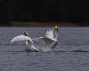 Swans fighting for dominance on the water