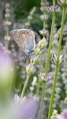 A Xerces blue butterfly sits on a bush of blooming lavender flowers in a garden in soft sunlight. For video presentation, advertising, background. Summer vibes. Close view.