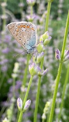 A Xerces blue butterfly sits on a bush of blooming lavender flowers in a garden in soft sunlight. For video presentation, advertising, background. Close view. Summer vibes.