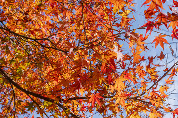 秋の終わりの森　紅葉した楓04