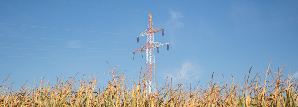High-voltage transmission tower rising above a dry cornfield under a clear blue sky
