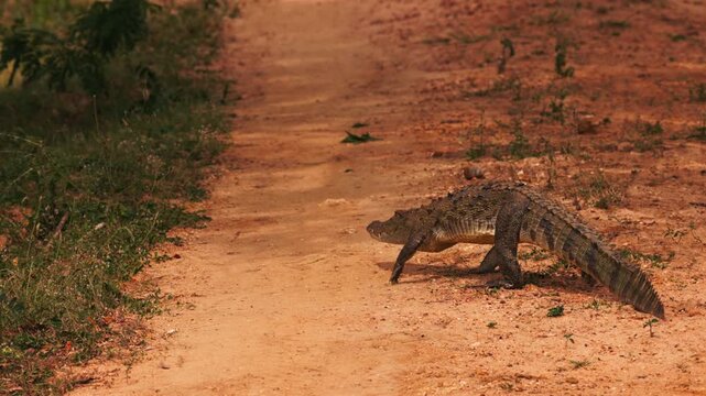 Mugger crocodile Latin. Crocodylus palustris, walking along a dirt road in Sri Lanka. wildlife footage suitable for nature documentaries. Swamp crocodile, or mager in slow motion.