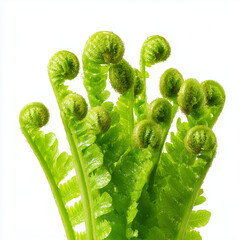 young edible fern tips on white background