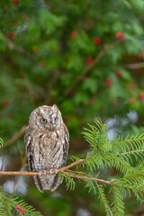 Eurasian scops owl perching on yew branch in Kubochna