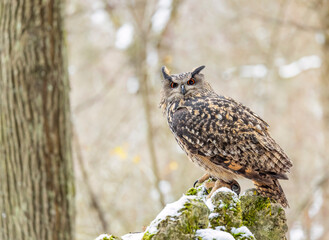 Eurasian eagle owl perching in winter forest