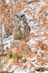 Eurasian eagle owl perched on tree stump in snowy forest