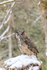 Eurasian eagle owl perching on snowy mound in Kubochna, Slovakia