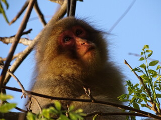 夕暮れの白神山地のニホンザル