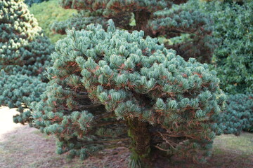 京都 秋の紅葉の季節の城南宮の風景