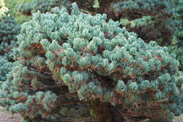 京都 秋の紅葉の季節の城南宮の風景